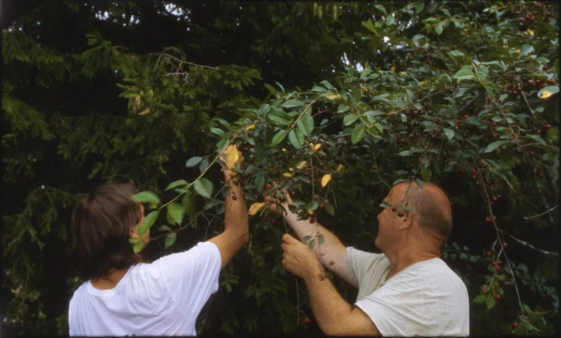 Cherries (Dir. Vytautas Katkus, 2022) - Cannes IFF