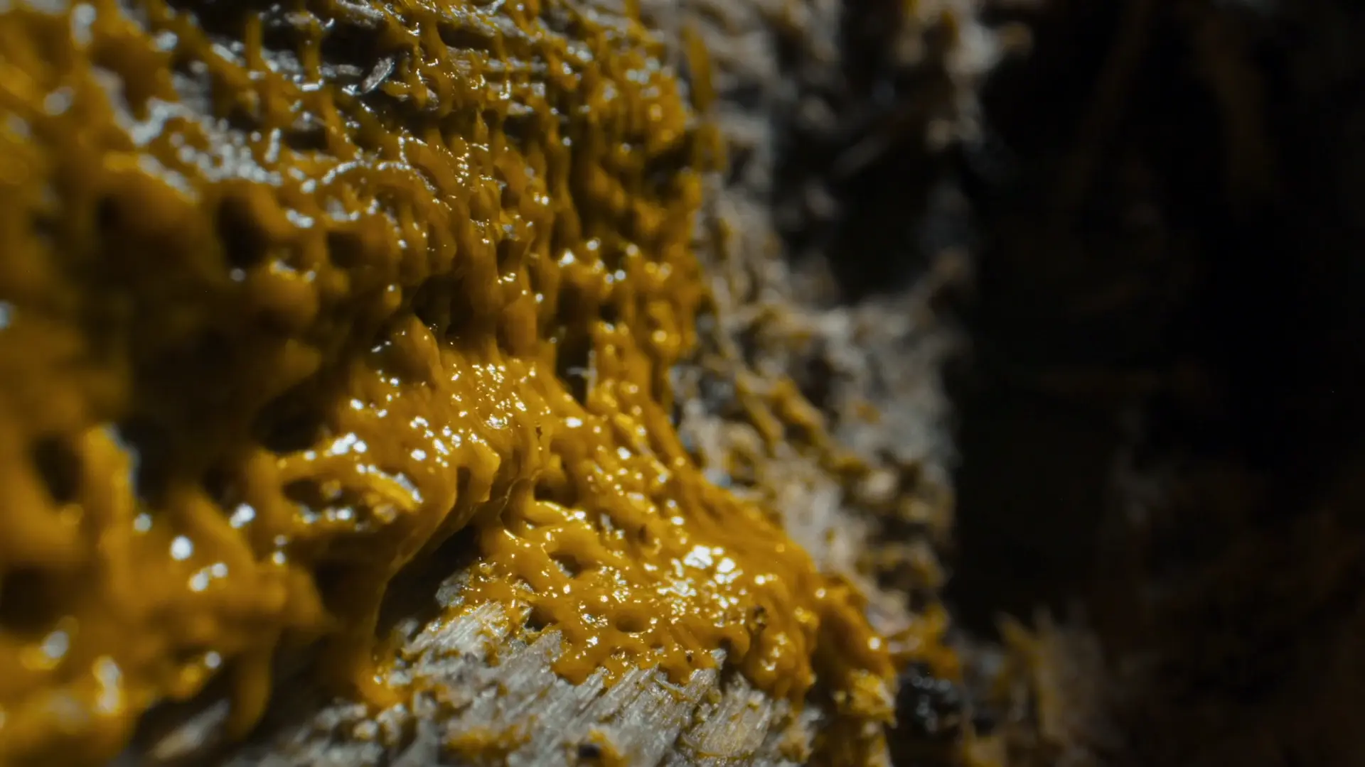 The Art of Looking (Dir. Andris Gauja, 2024)